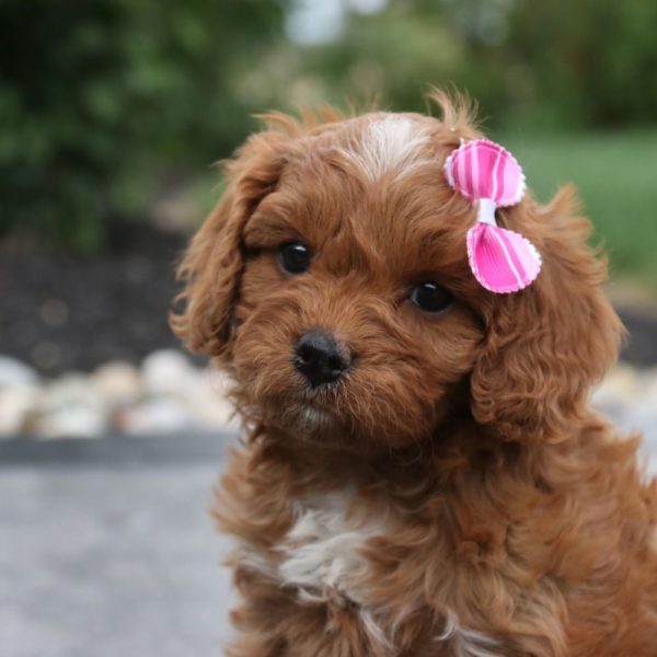 F1 Cavapoo Puppy for Sale