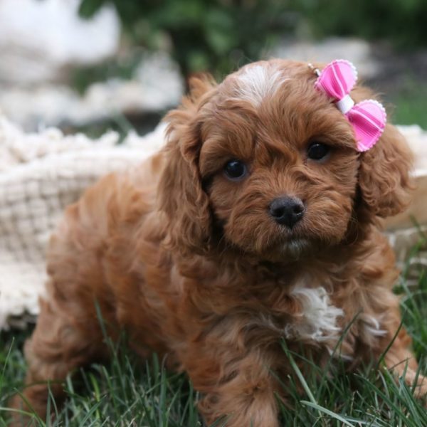 F1 Cavapoo Puppy for Sale
