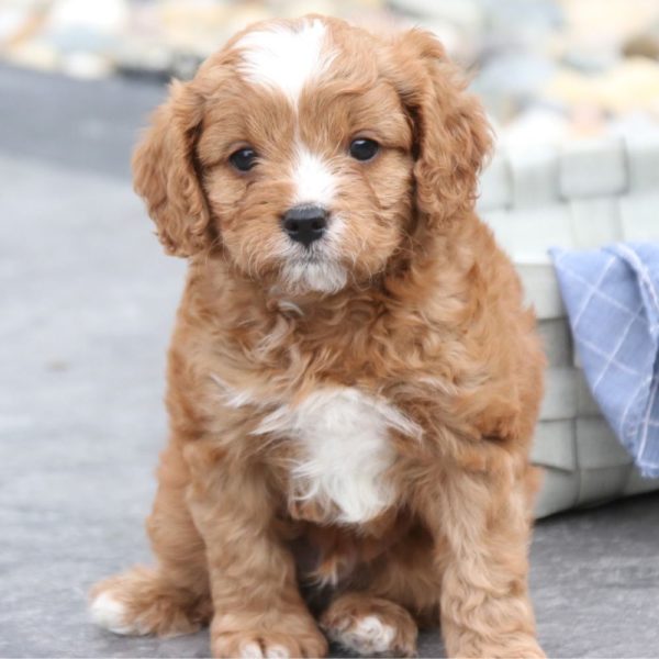 F1 Cavapoo Puppy for Sale