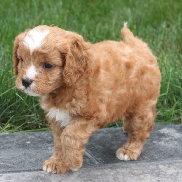 F1 Cavapoo Puppy for Sale