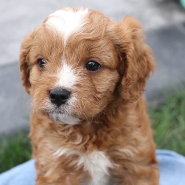 F1 Cavapoo Puppy for Sale