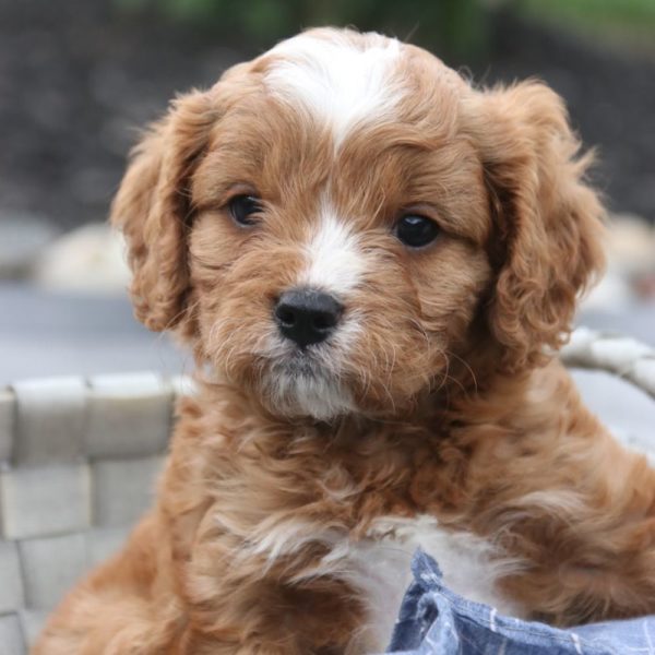 F1 Cavapoo Puppy for Sale
