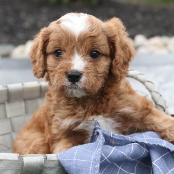 F1 Cavapoo Puppy for Sale