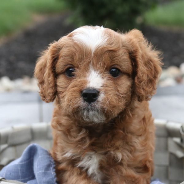 F1 Cavapoo Puppy for Sale
