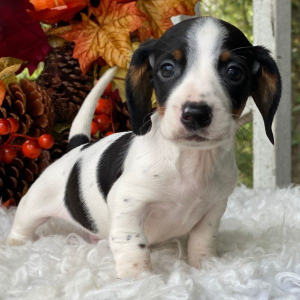 Mini Dachshund Puppy for Sale