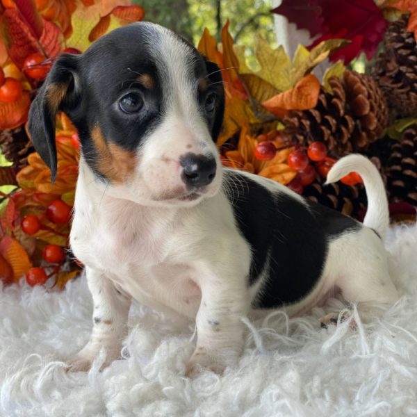 Mini Dachshund Puppy for Sale
