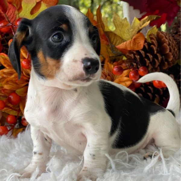 Mini Dachshund Puppy for Sale