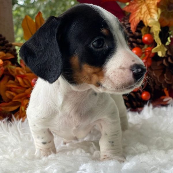 Mini Dachshund Puppy for Sale