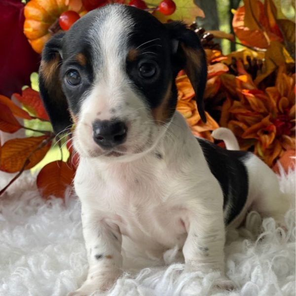Mini Dachshund Puppy for Sale