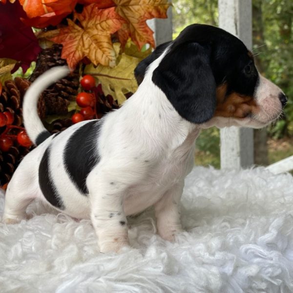 Mini Dachshund Puppy for Sale