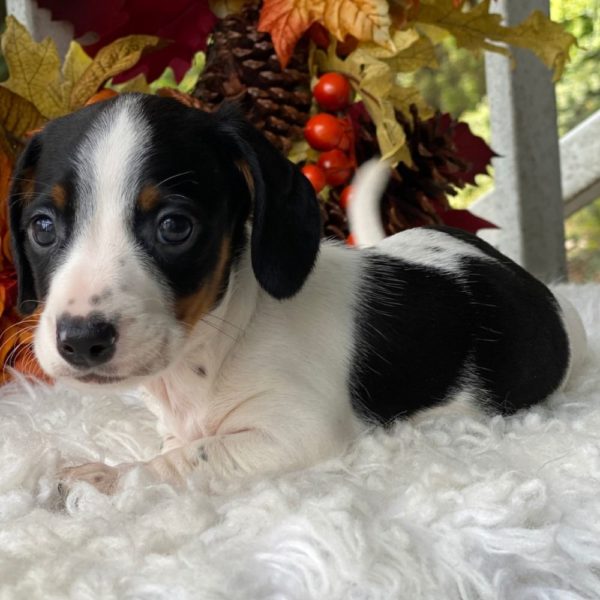 Mini Dachshund Puppy for Sale