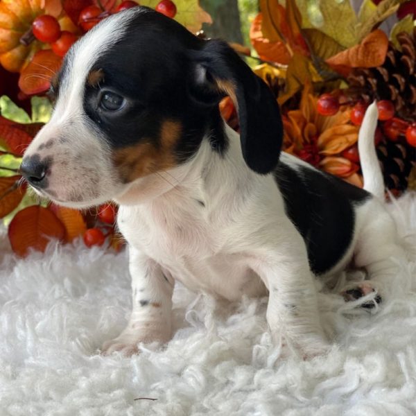 Mini Dachshund Puppy for Sale