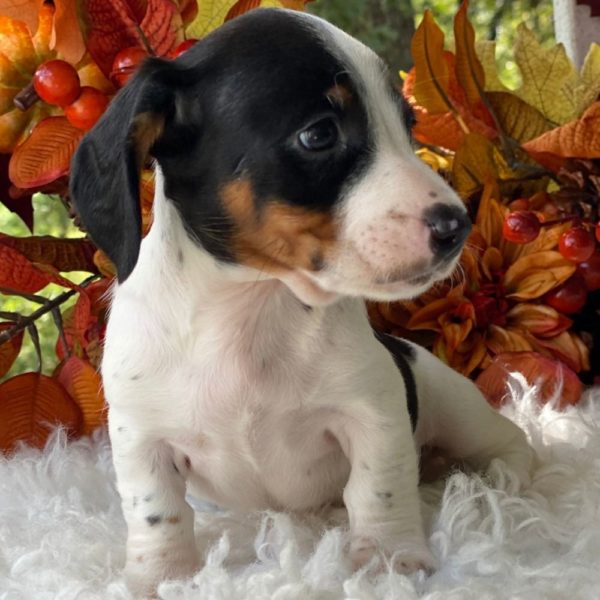 Mini Dachshund Puppy for Sale
