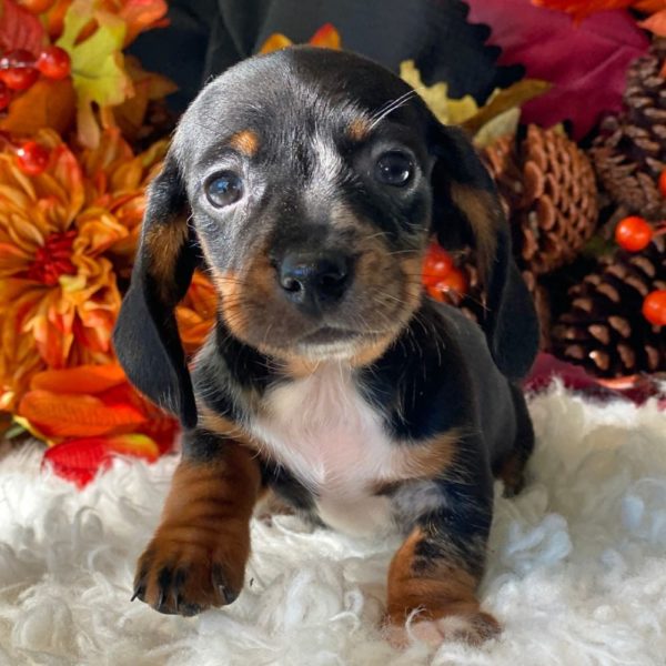 Mini Dachshund Puppy for Sale