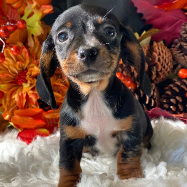 Mini Dachshund Puppy for Sale