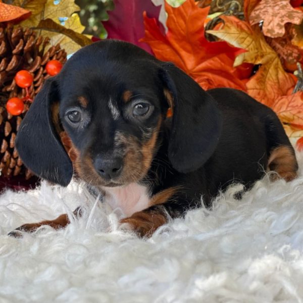Mini Dachshund Puppy for Sale