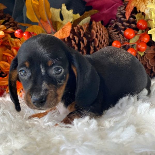Mini Dachshund Puppy for Sale