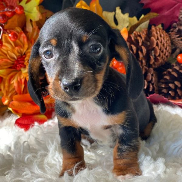 Mini Dachshund Puppy for Sale