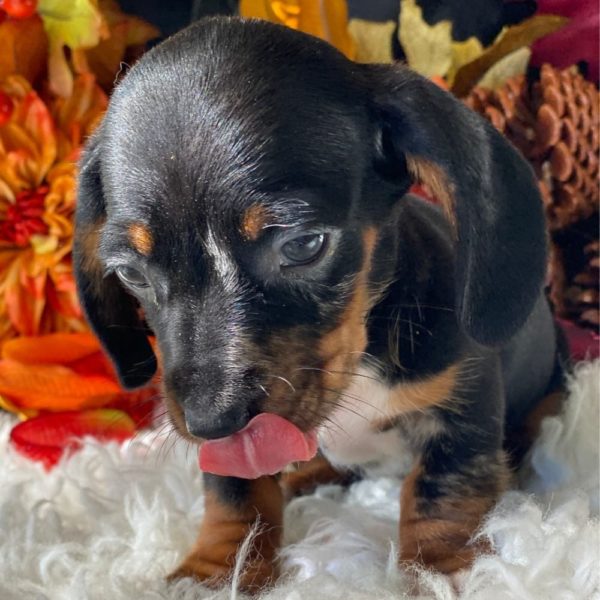 Mini Dachshund Puppy for Sale