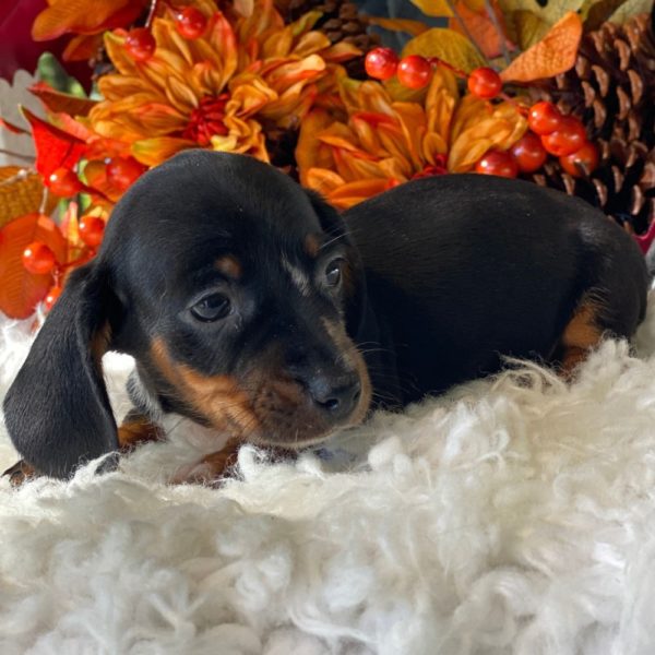 Mini Dachshund Puppy for Sale