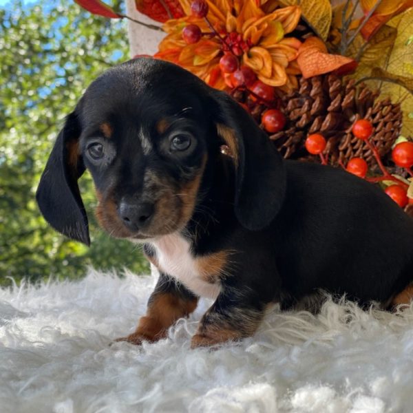 Mini Dachshund Puppy for Sale