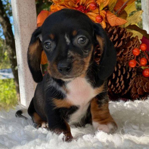 Mini Dachshund Puppy for Sale