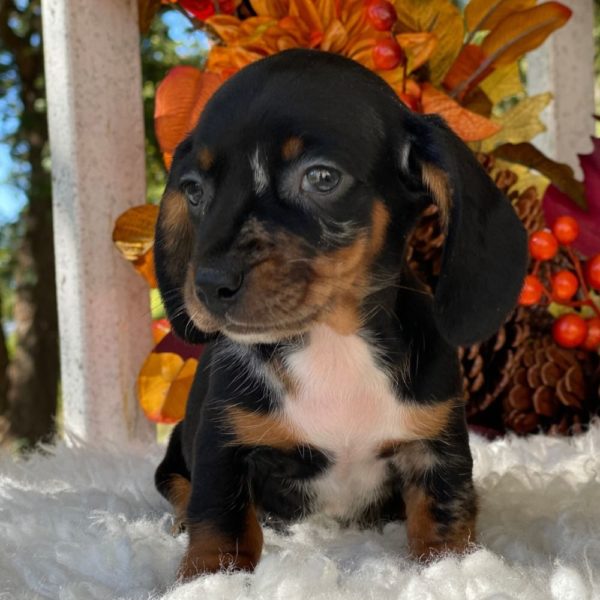 Mini Dachshund Puppy for Sale