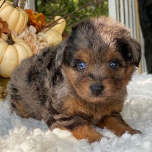 F1 Toy Aussiedoodle Puppy for Sale