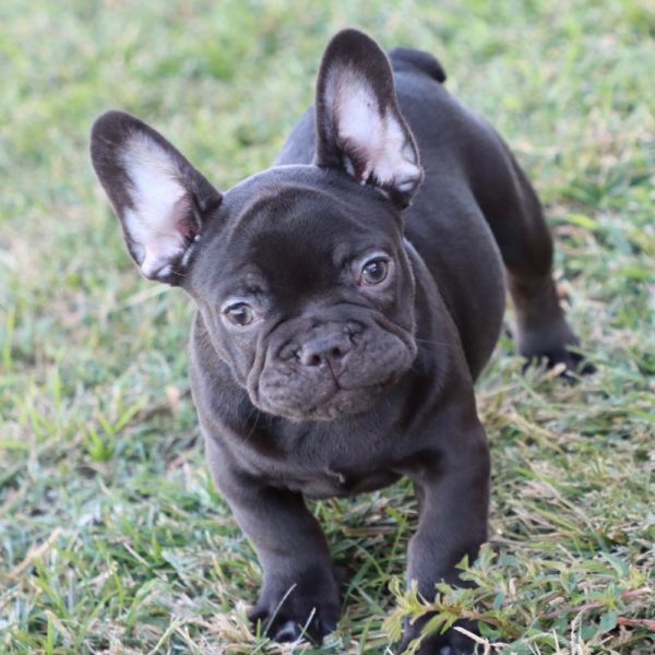 French Bulldog Puppy for Sale