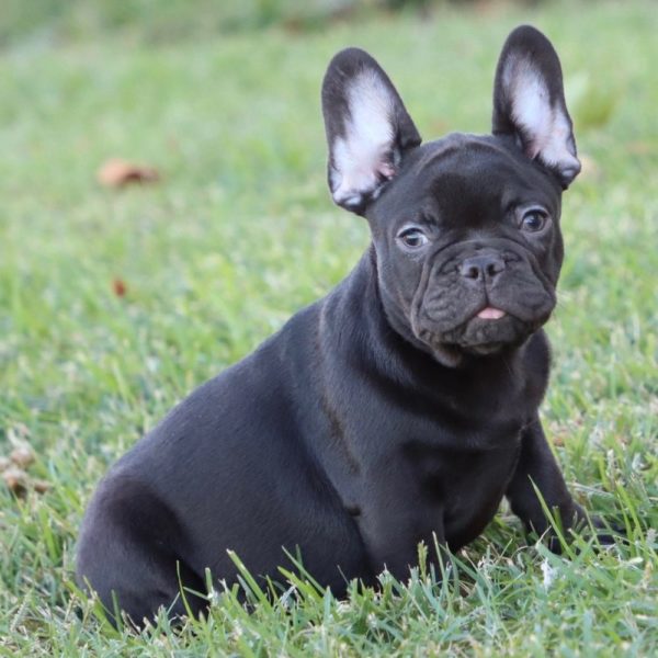 French Bulldog Puppy for Sale