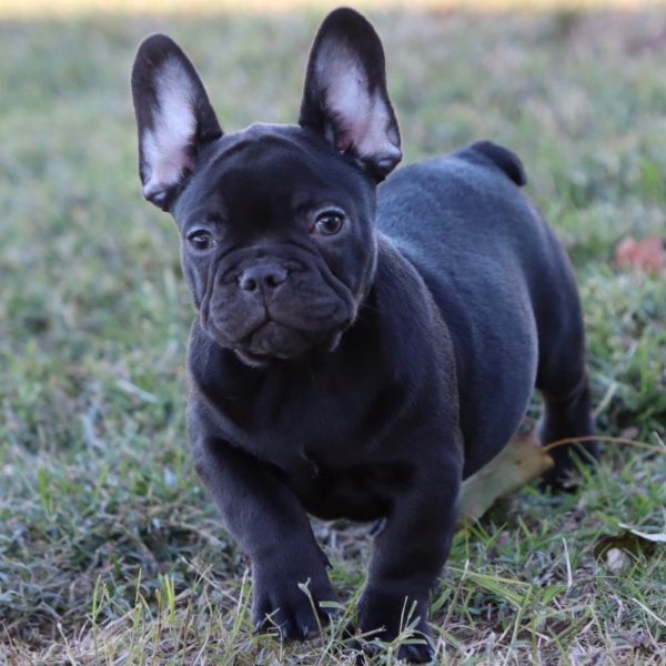 French Bulldog Puppy for Sale