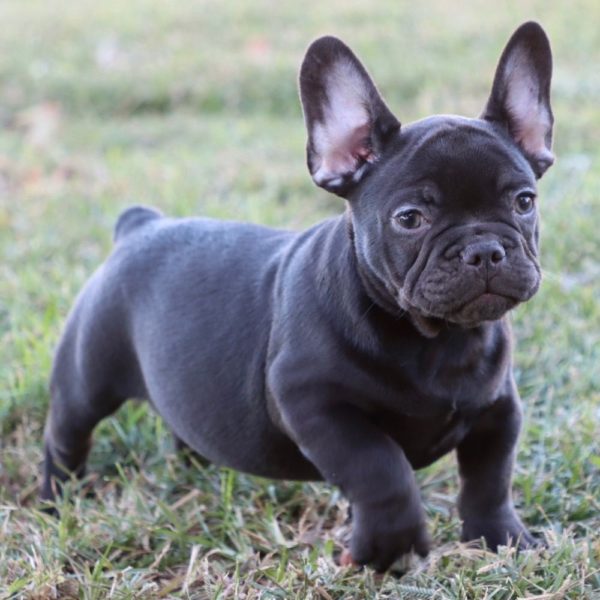 French Bulldog Puppy for Sale