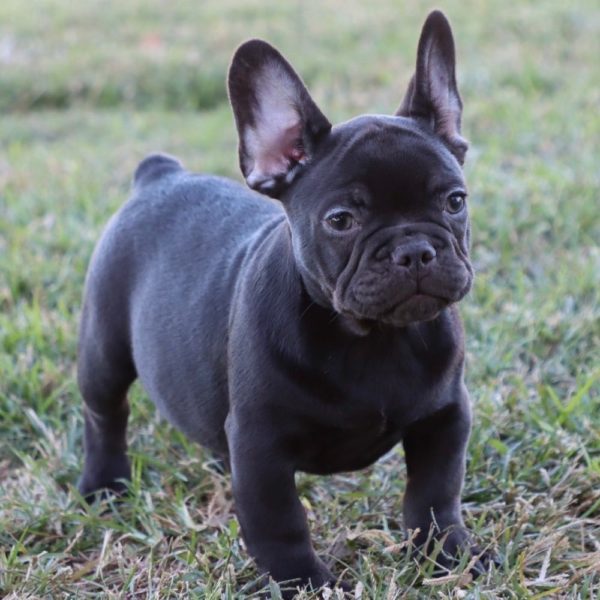 French Bulldog Puppy for Sale