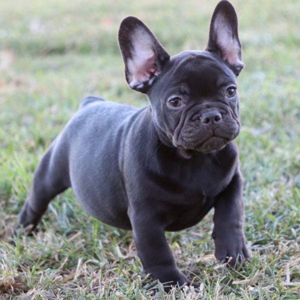 French Bulldog Puppy for Sale