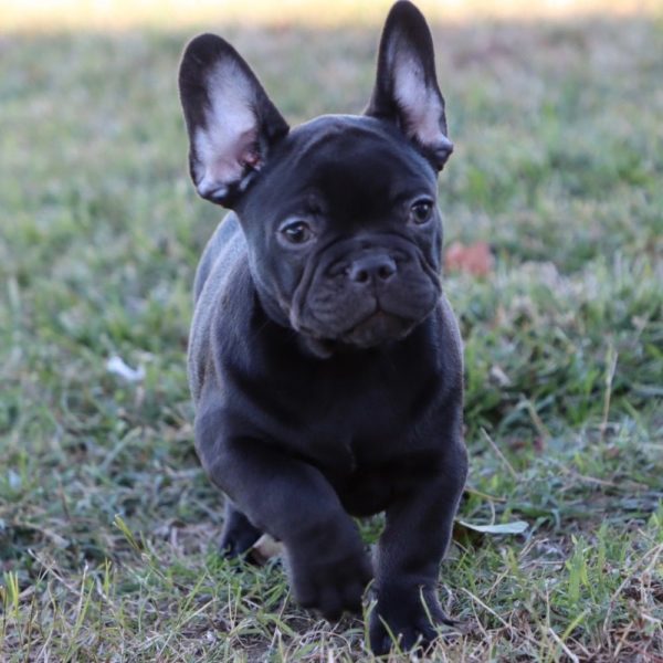 French Bulldog Puppy for Sale