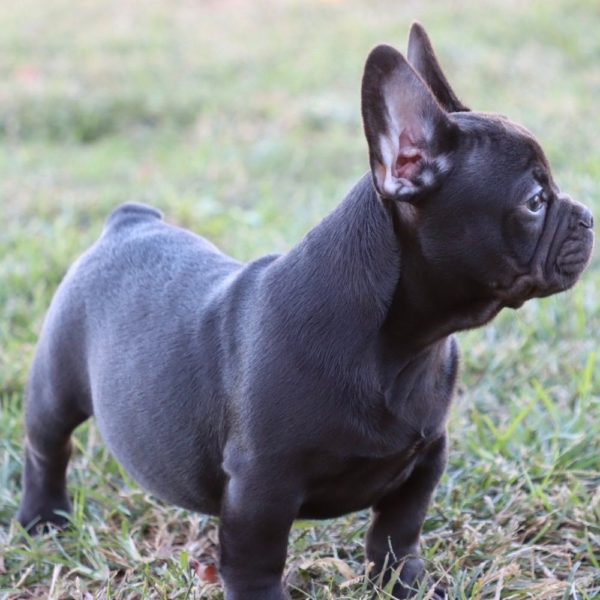 French Bulldog Puppy for Sale