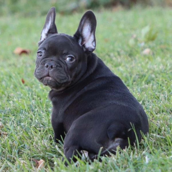 French Bulldog Puppy for Sale