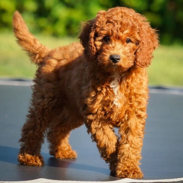 F1b Cavapoo Puppy for Sale