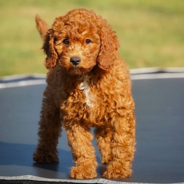 F1b Cavapoo Puppy for Sale