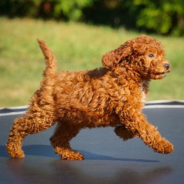 F1b Cavapoo Puppy for Sale