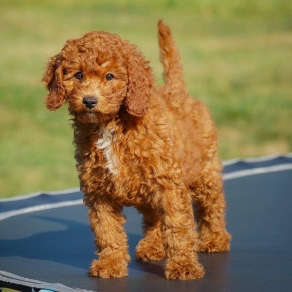 F1b Cavapoo Puppy for Sale