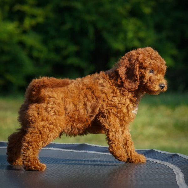 F1b Cavapoo Puppy for Sale