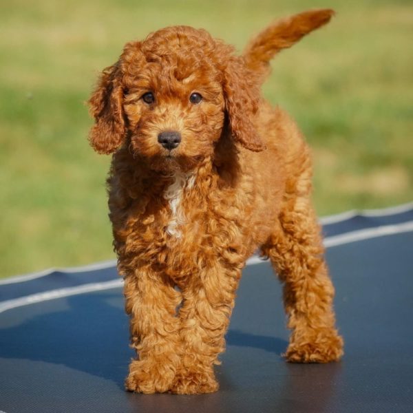 F1b Cavapoo Puppy for Sale