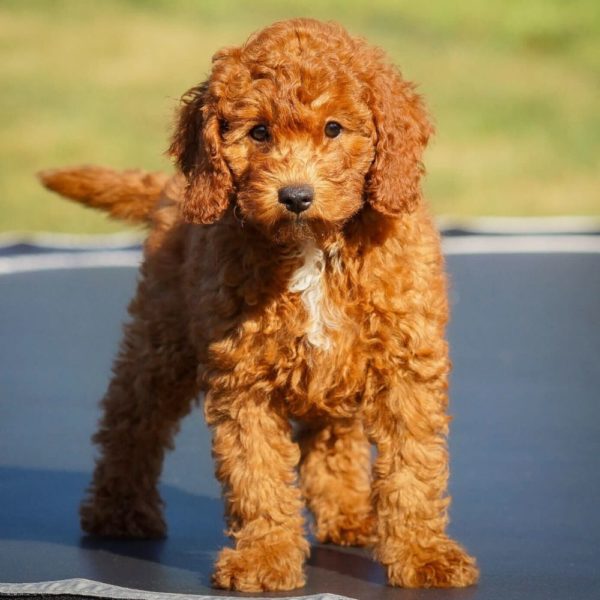 F1b Cavapoo Puppy for Sale