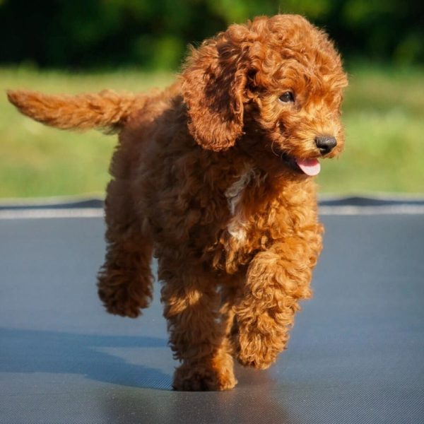 F1b Cavapoo Puppy for Sale