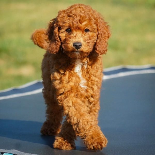 F1b Cavapoo Puppy for Sale