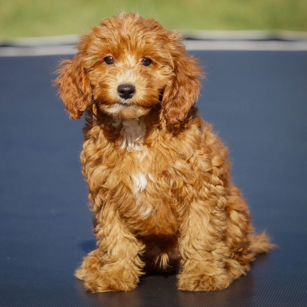 F1b cavapoo hot sale