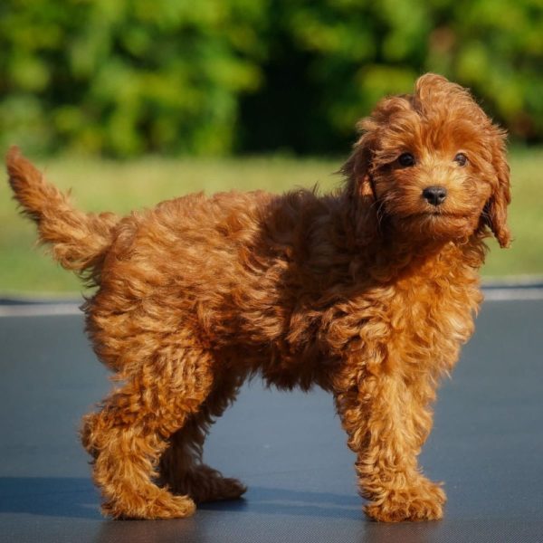 F1b Cavapoo Puppy for Sale