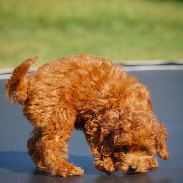 F1b Cavapoo Puppy for Sale