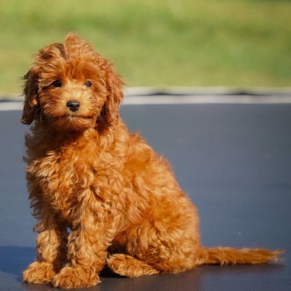 F1b Cavapoo Puppy for Sale